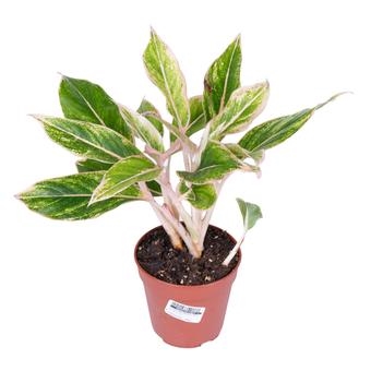 Аглаонема Липстик Пинк