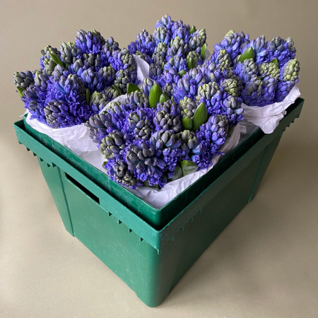 Гиацинт "Блу Стар"