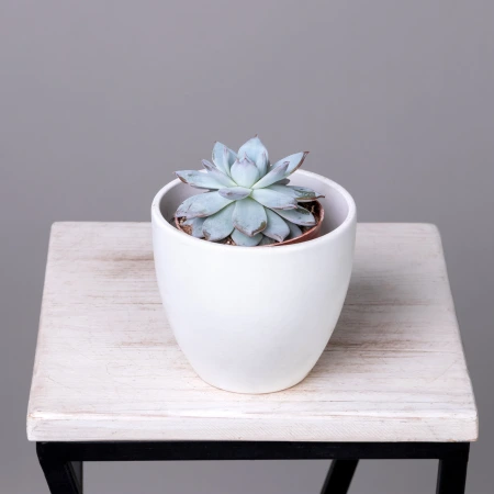 Эхеверия Колората