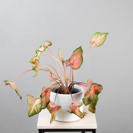 Каладиум розовый