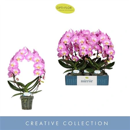 Фаленопсис Мирракл Киара Круг 2 ст Розовый