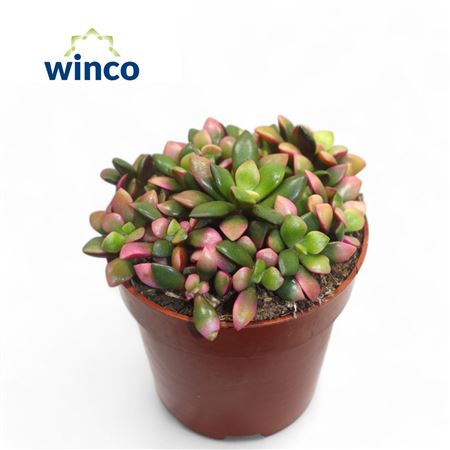 Анакампсерос Санрайз