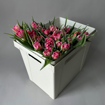 Тюльпан "Ду Флеш Поинт"