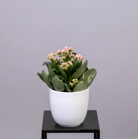 Каланхое Розовое