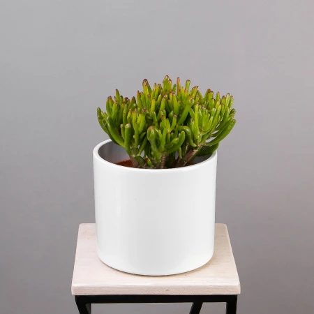 Крассула Овата Хоббит