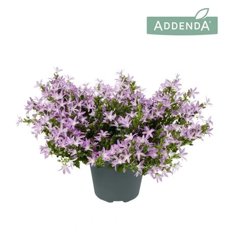 Кампанула Аданса Розовая