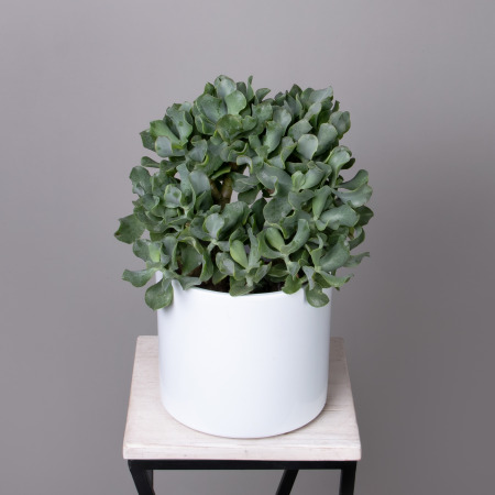 Крассула древовидная Керли