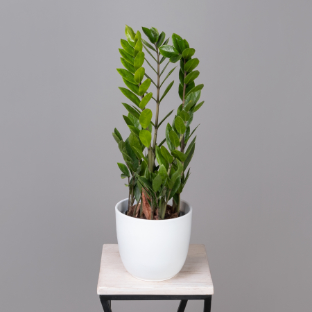 Замиокулкас Лаки