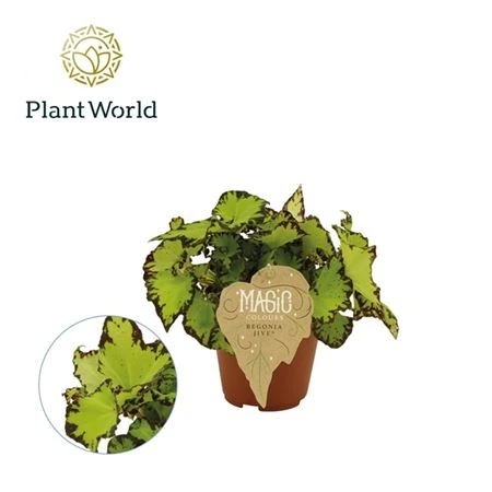 Бегония рекс Джайв