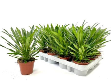 Пахиподиум Ламери