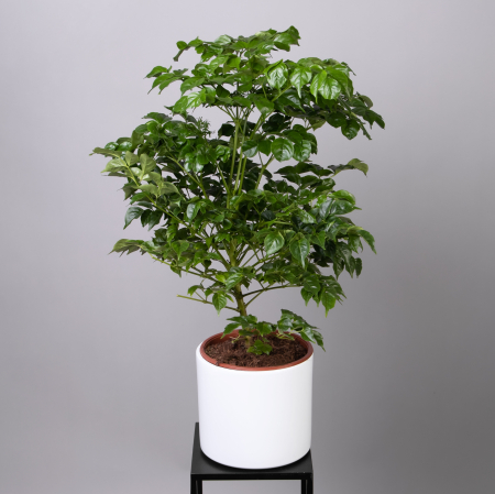 Радермахера К