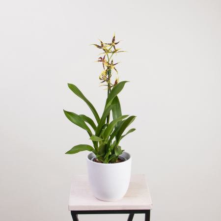 Брассия Микс 1 ст