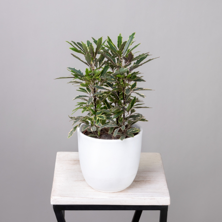 Дизиготека Бианка