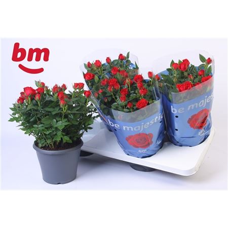 Роза Джевел Патио Хот Красная