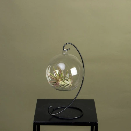 Тилландсия Атмосферная на подставке в стекле