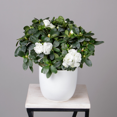 Азалия Фландрес Белая