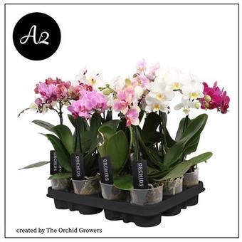 Фаленопсис Бюджет Микс 1с