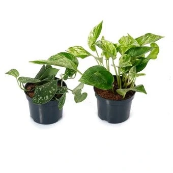 Эпипремнум Микс