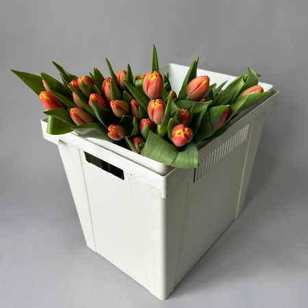 Тюльпан "Трейблейзер"