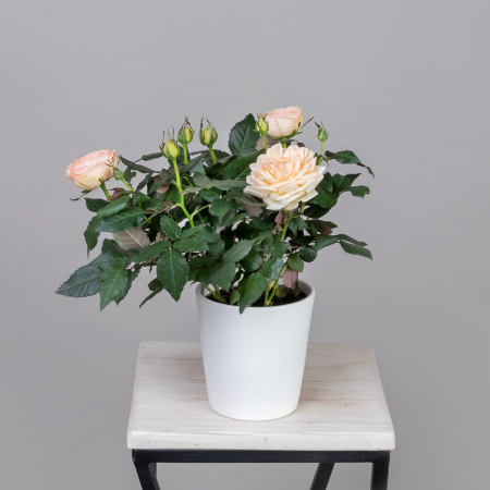 Роза кордана Гранд Белами