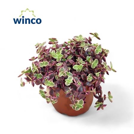 Крассула Марджинелис