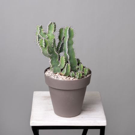 Эуфорбия Поликанта