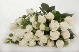 Роза кустовая "Сноу Баблс"