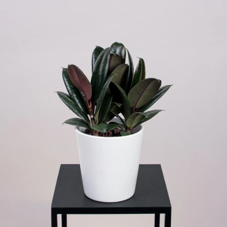 Фикус эластика Бургунди К