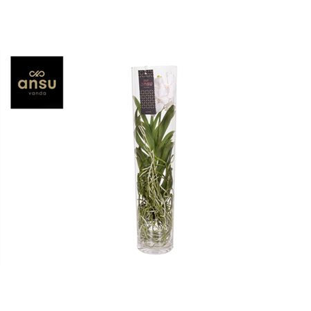 Ванда в стекле Мишель Белая