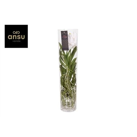 Ванда в стекле Мишель Белая