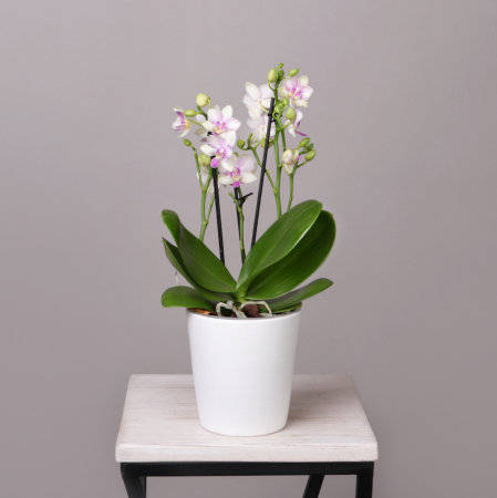 Фаленопсис Блоссом Блисс Бело-Розовый 3-4 ст