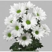 Хризантема кустовая "Кеннеди"