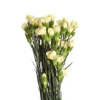 Гвоздика кустовая "Желтая"