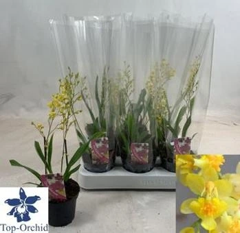 Онцидиум Микс 1ст