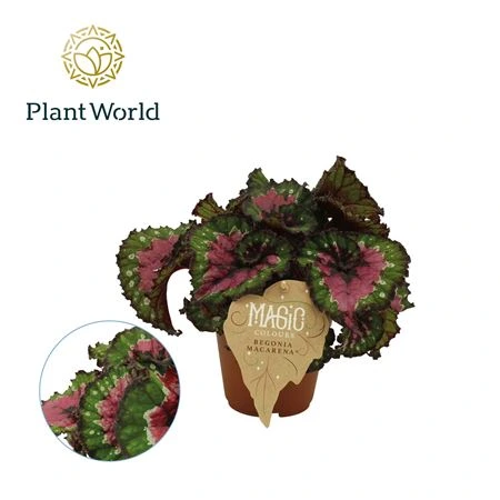 Бегония рекс Макарена