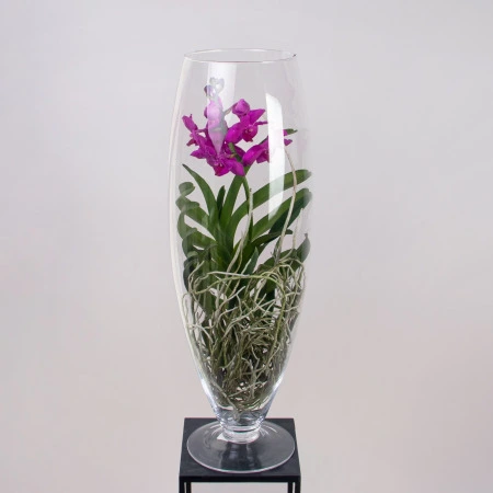 Ванда в стекле Шампань фуксия
