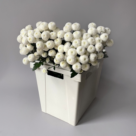 Хризантема кустовая "Ньютон"