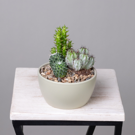 Кактус Композиция Пастель