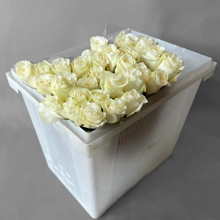 Роза "Прауд"