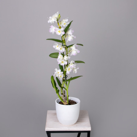 Дендробиум Нобиле Кумико 1ст