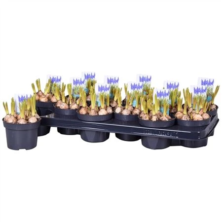 Мускари Армениакум