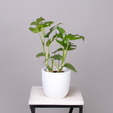 Монстера Минима