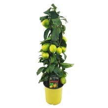 Цитрофортунелла Лимон