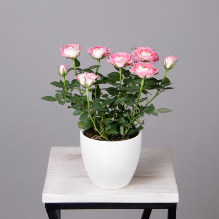 Роза Кордана Фейм