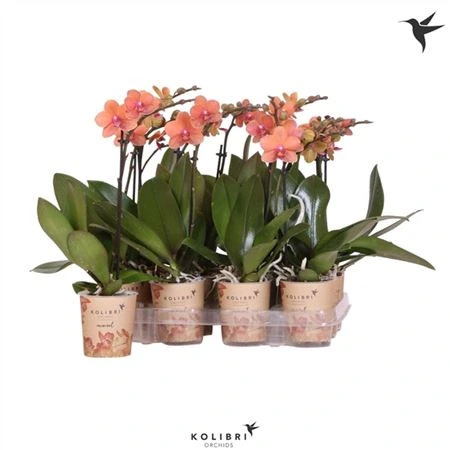Фаленопсис Литтл Колибри Оранжевый 1ст.