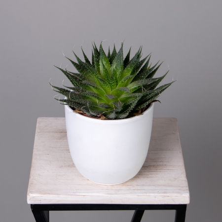 Алоэ Аристата