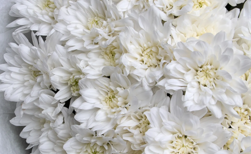 Продлите жизнь букета: советы по уходу за срезанными хризантемами