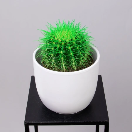 Эхинокактус Грузони крашеный микс