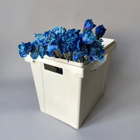 Гвоздика "Тинтед Блу"