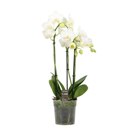 Фаленопсис Старион 4 ст Белый